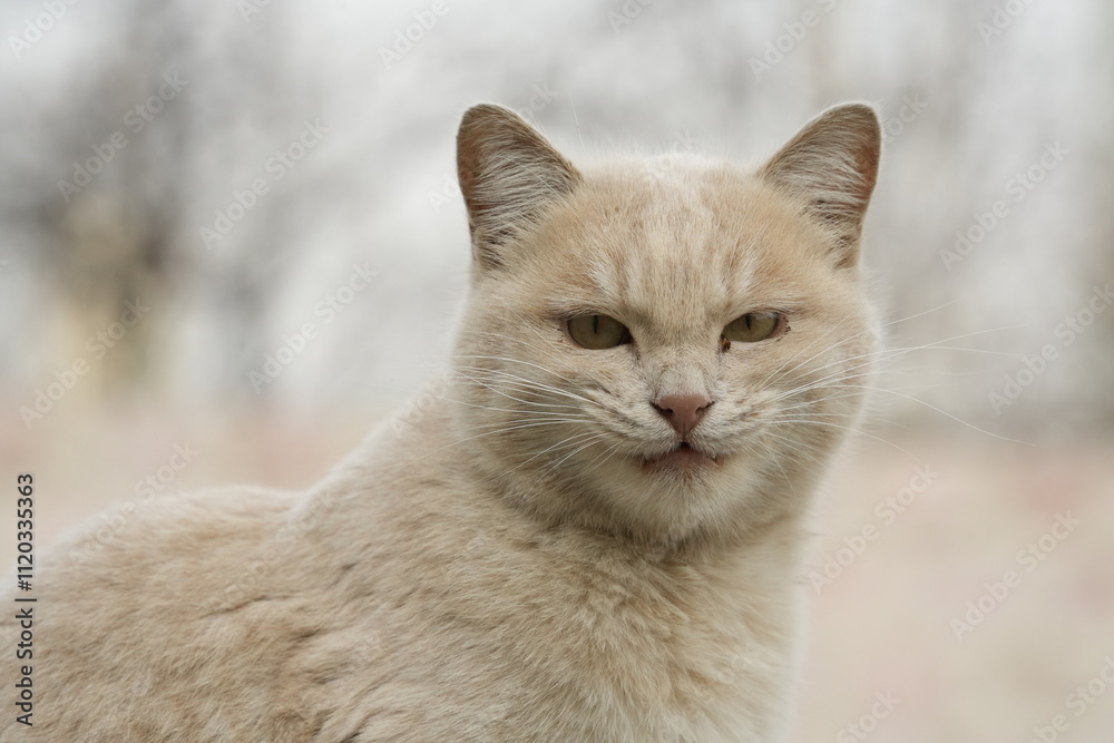 British shorthair cat
Cat breed
Breed of domestic cat. In the FIFe and WCF classifications it belongs to the shorthair category. British shorthair cat
Cat breed
Breed of domestic cat. In the FIFe and WCF classifications it belongs to the shorthair category.