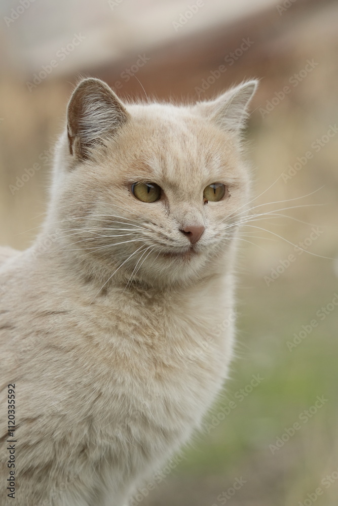 British shorthair cat
Cat breed
Breed of domestic cat. In the FIFe and WCF classifications it belongs to the shorthair category. British shorthair cat
Cat breed
Breed of domestic cat. In the FIFe and WCF classifications it belongs to the shorthair category.