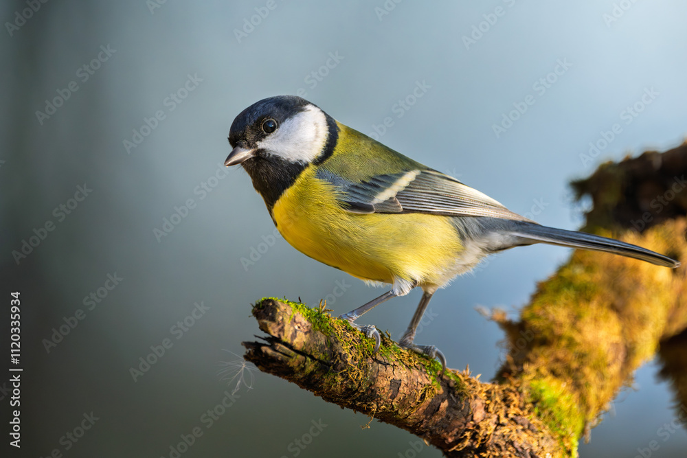 Fototapeta premium Kohlmeise im Herbst auf einem Ast / Vogel