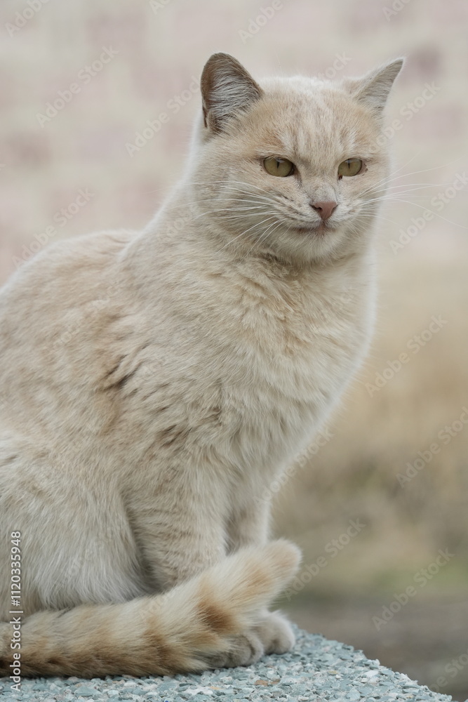 British shorthair cat
Cat breed
Breed of domestic cat. In the FIFe and WCF classifications it belongs to the shorthair category.