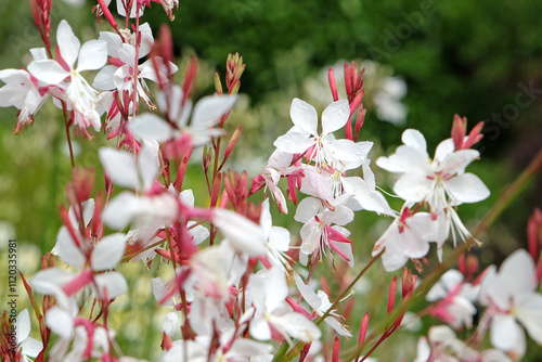 White Oenothera lindheimeri, or gaura ‘Whirling Butterflies’ in flower..