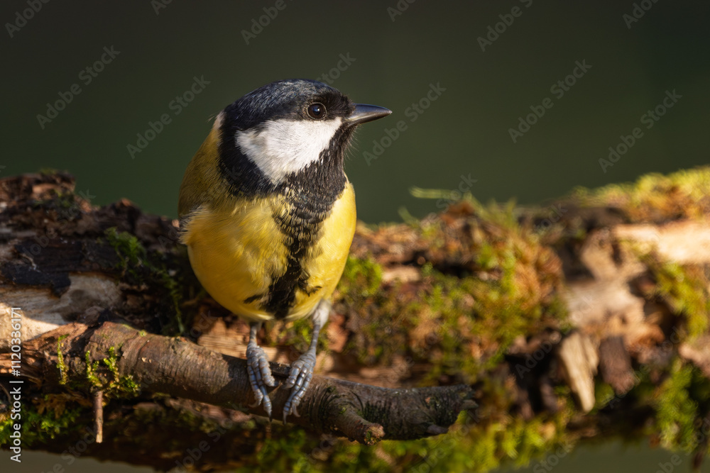 Fototapeta premium Kohlmeise im Herbst auf einem Ast / Vogel