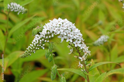 White Lysimachia clethroides, gooseneck loosestrife, in flower. photo