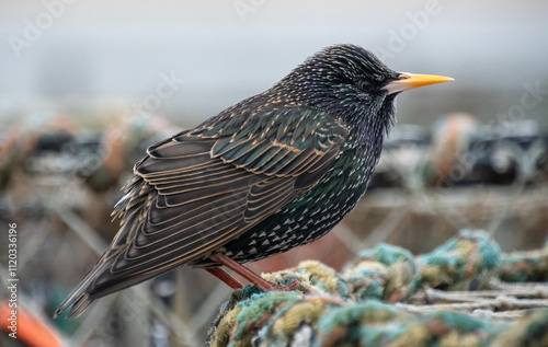 A starling perching