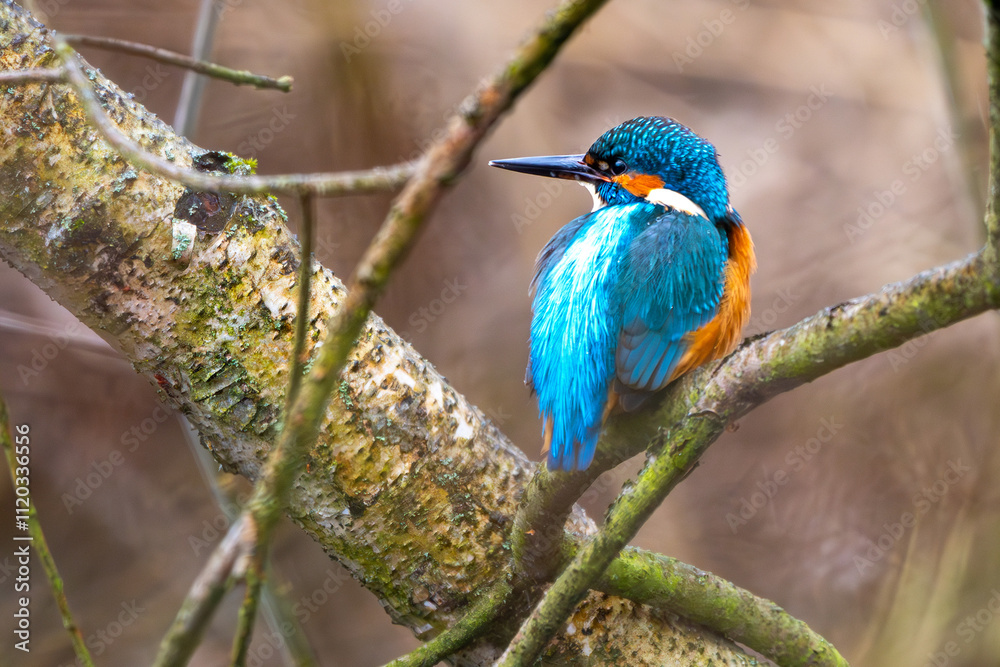 Fototapeta premium Eisvogel im Herbst auf einem Ast / Vogel / Kingfisher