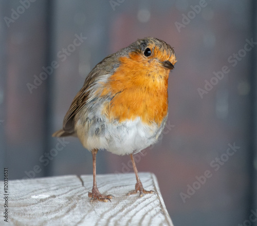 APerched Borin portrait