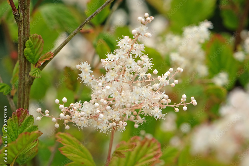 Cream Filipendula ulmaria, commonly known as meadowsweet or mead wort in flower. Cream Filipendula ulmaria, commonly known as meadowsweet or mead wort in flower.