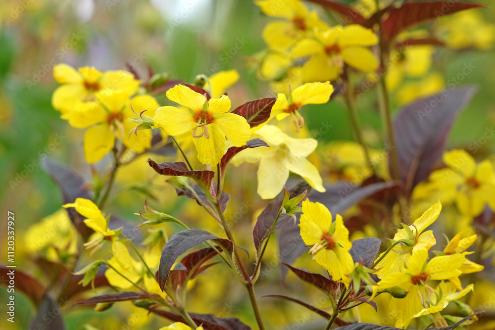 Yellow Lysimachia ciliata ‘Firecracker’, or Fringed Loosestrife in flower. Yellow Lysimachia ciliata ‘Firecracker’, or Fringed Loosestrife in flower.