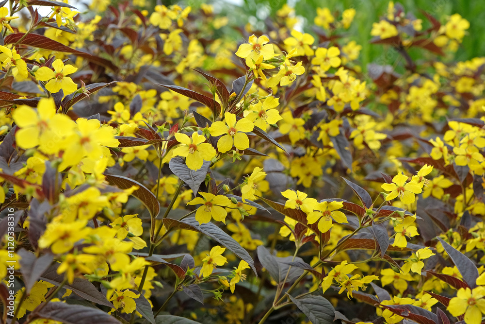 Yellow Lysimachia ciliata ‘Firecracker’, or Fringed Loosestrife in flower. Yellow Lysimachia ciliata ‘Firecracker’, or Fringed Loosestrife in flower.