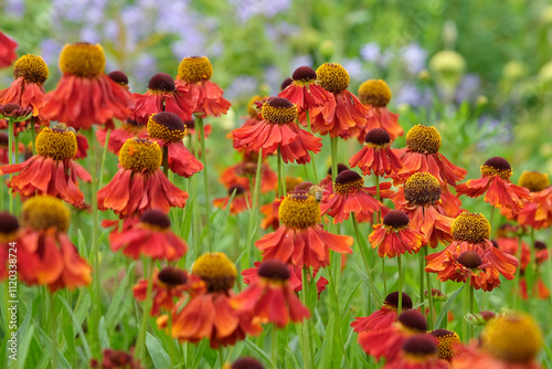 Red and orange Helenium sneezeweed ‘Moerheim Beauty’ in flower. photo