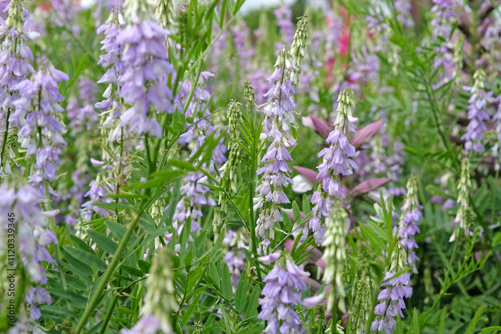 Obraz premium Purple Galega officinalis, or Goats Rue in flower.