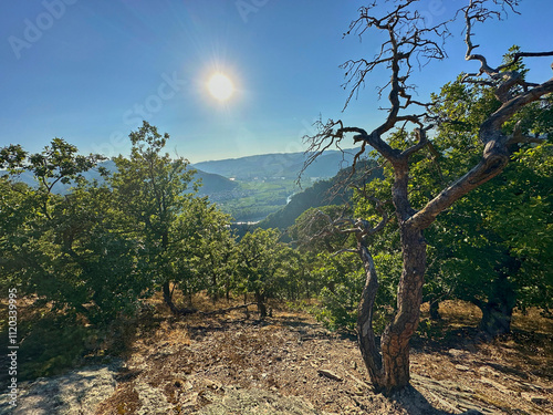 tree on the hill