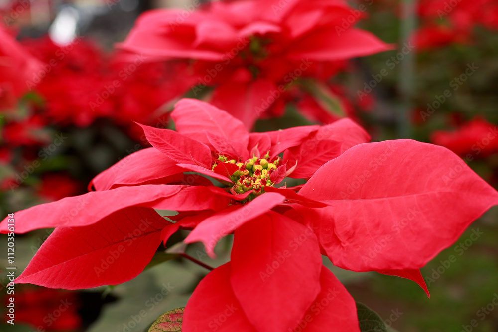 Poinsettia for the Christmas season Poinsettia for the Christmas season