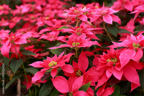 Poinsettia plants for the Christmas season