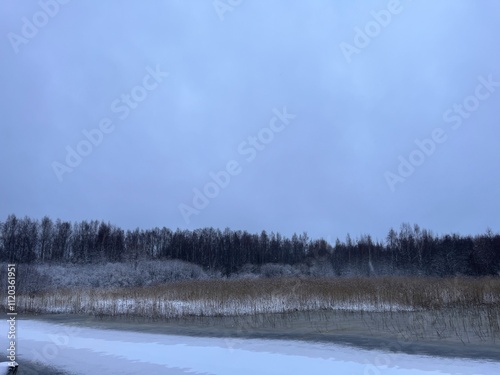 Wallpaper Mural forest in winter Torontodigital.ca