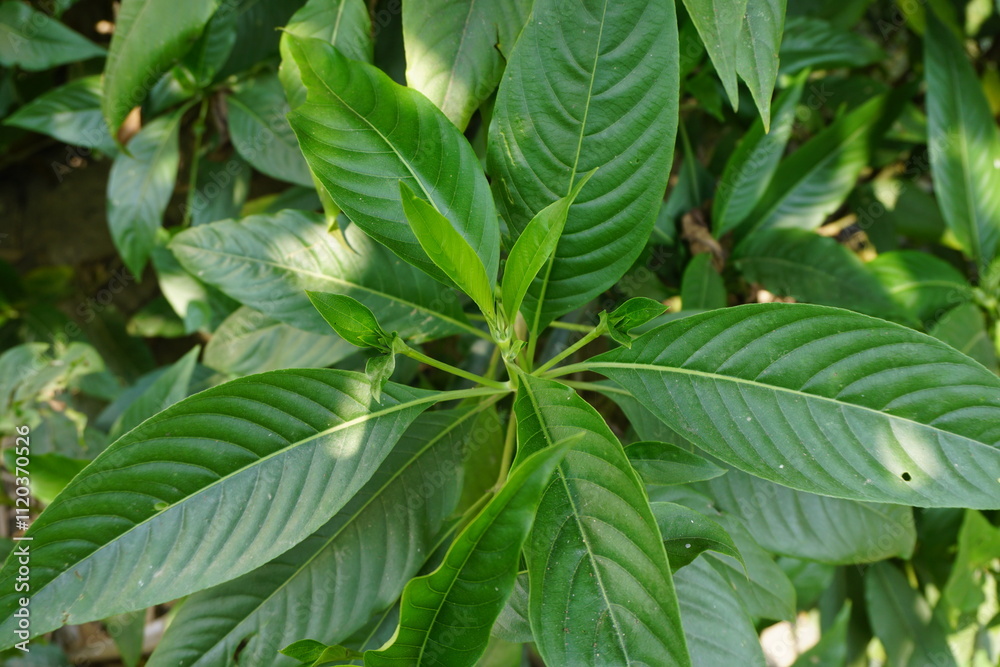 Closeup shot of green malabar nut leaves, Vasak also known as Malabar nut medicinal leaf, Green malabar nut medicinal leaves aka Basak Closeup shot of green malabar nut leaves, Vasak also known as Malabar nut medicinal leaf, Green malabar nut medicinal leaves aka Basak