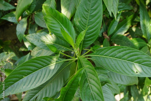 Closeup shot of green malabar nut leaves, Vasak also known as Malabar nut medicinal leaf, Green malabar nut medicinal leaves aka Basak