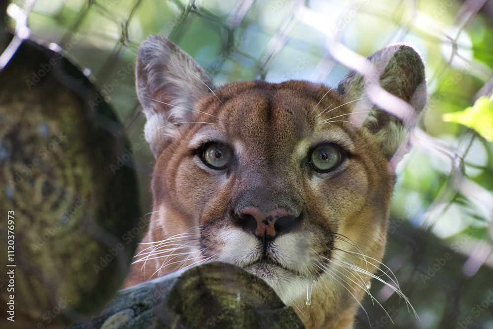 Obraz premium Florida Panther at the zoo