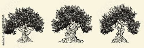 Hand draw olive, fruit or forest old tree isolated on white background. Vector illustration in engraving vintage style.