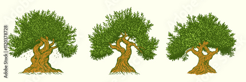 Hand draw color olive, fruit or forest old tree isolated on white background. Vector illustration in engraving vintage style.