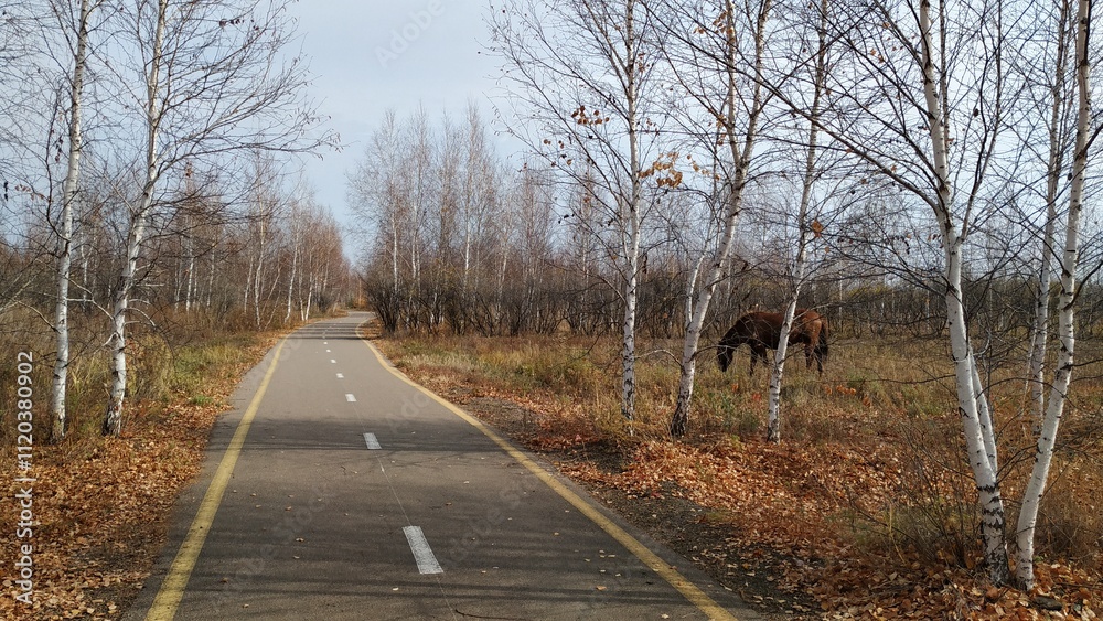 Fototapeta premium Late autumn scene with nearly leafless birch trees standing closely together, a narrow asphalt road with markings, and a brown horse visible through the trees on the right