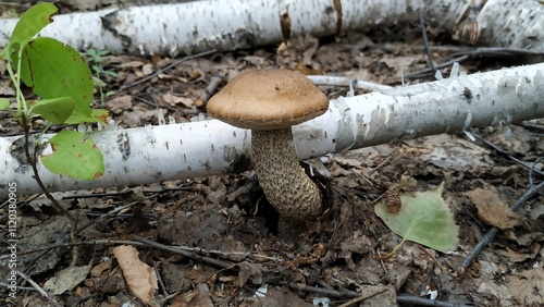 Close-up of a beautiful Brown Birch Bolete mushroom with a white stem growing through a bed of dry leaves, set against fallen birch tree trunks photo