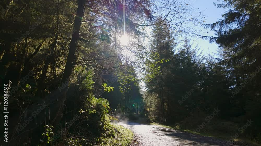 Misty Forest Road on Sunny Morning Misty Forest Road on Sunny Morning