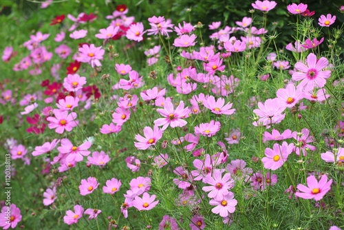 Pink Cosmos, cosmea bipinnatus ‘Casanova Pink’ in flower.