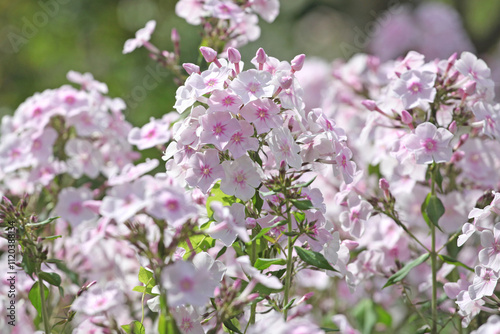 White and pink Phlox paniculata ‘Monica Lynden Bell’ in flower.