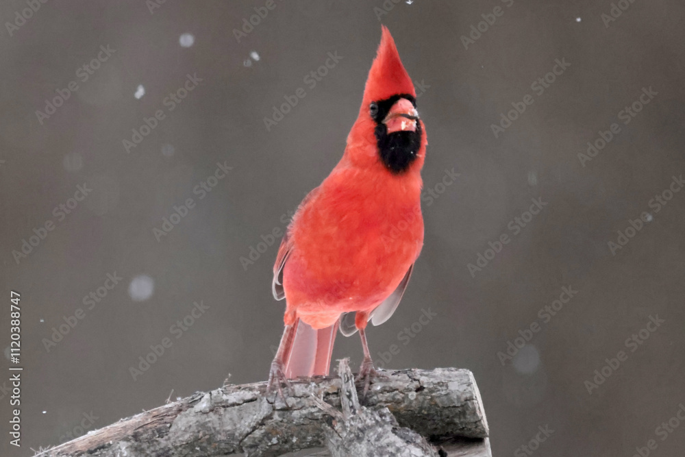 Male CArdinal on feeder in snowstorm Male CArdinal on feeder in snowstorm