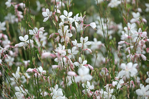 White Oenothera lindheimeri, or gaura beeblossom ‘Whirling Butterflies’ in flower.
