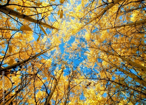 golden autumn trees against blue sky