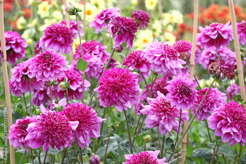 Pink and purple anemone Dahlia ‘Richards Fortune’ in flower.