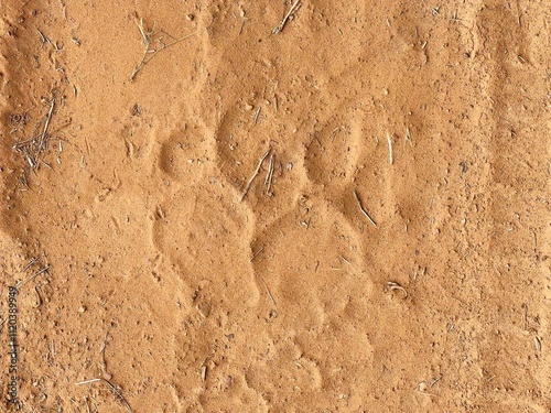Photography Tiger Paw Print
