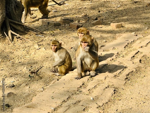 Photography Group of monkeys