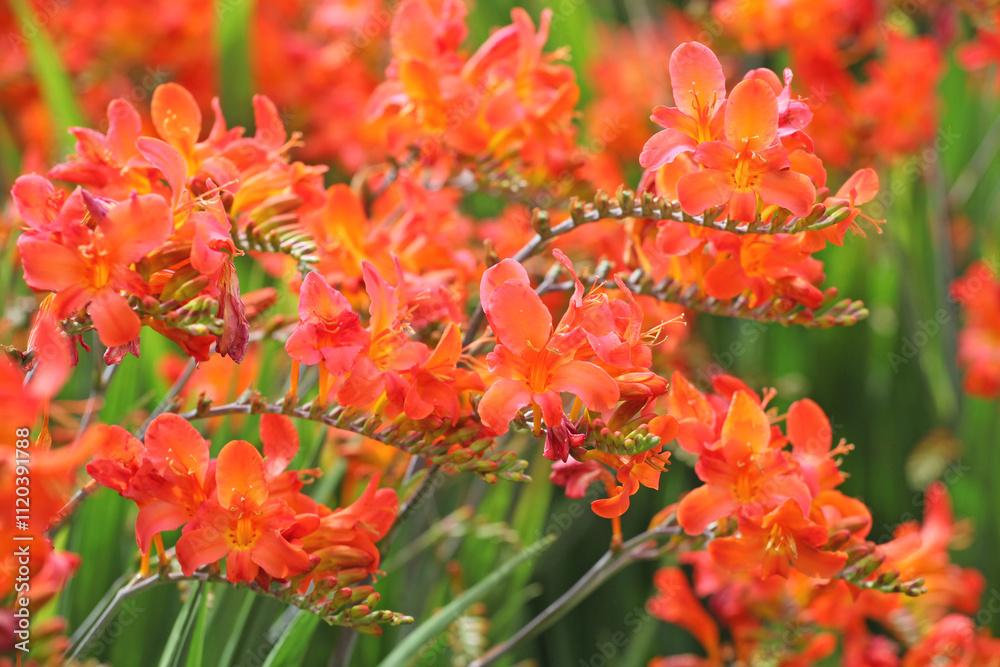 Orange Crocosmia crocosmiiflora, or montbretia, ‘limpopo’ in flower. Orange Crocosmia crocosmiiflora, or montbretia, ‘limpopo’ in flower.