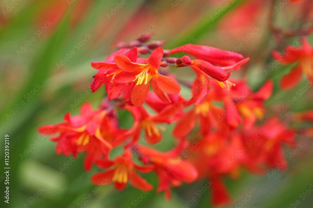 Red orange Crocosmia crocosmiiflora, or montbretia, ‘Carmin Brilliant’ in flower. Red orange Crocosmia crocosmiiflora, or montbretia, ‘Carmin Brilliant’ in flower.