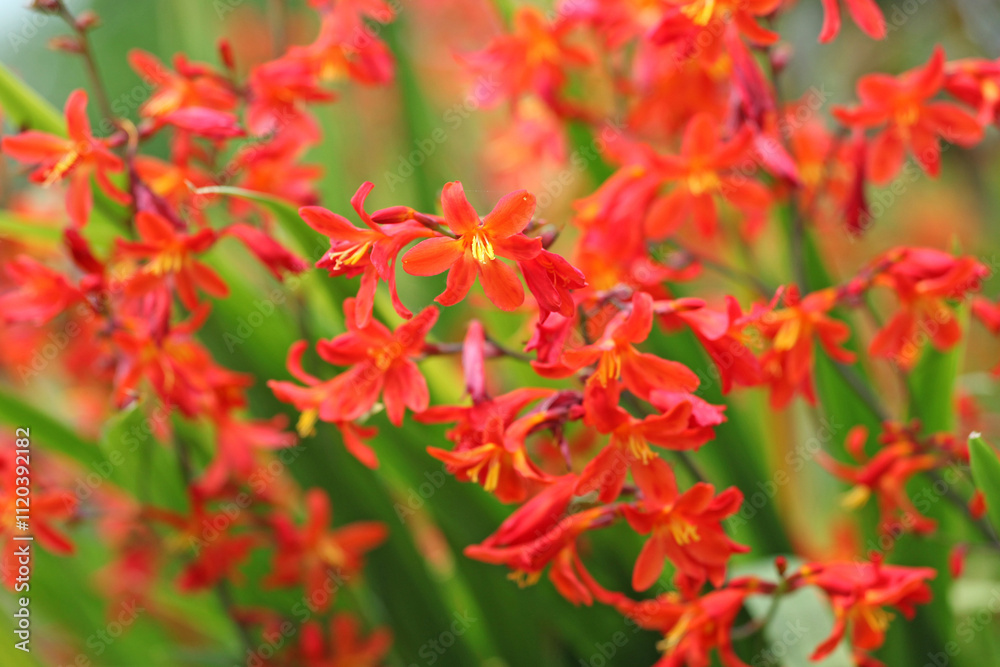 Red orange Crocosmia crocosmiiflora, or montbretia, ‘Carmin Brilliant’ in flower. Red orange Crocosmia crocosmiiflora, or montbretia, ‘Carmin Brilliant’ in flower.