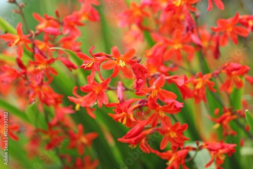 Foto Red orange Crocosmia crocosmiiflora, or montbretia, ‘Carmin Brilliant’ in flower