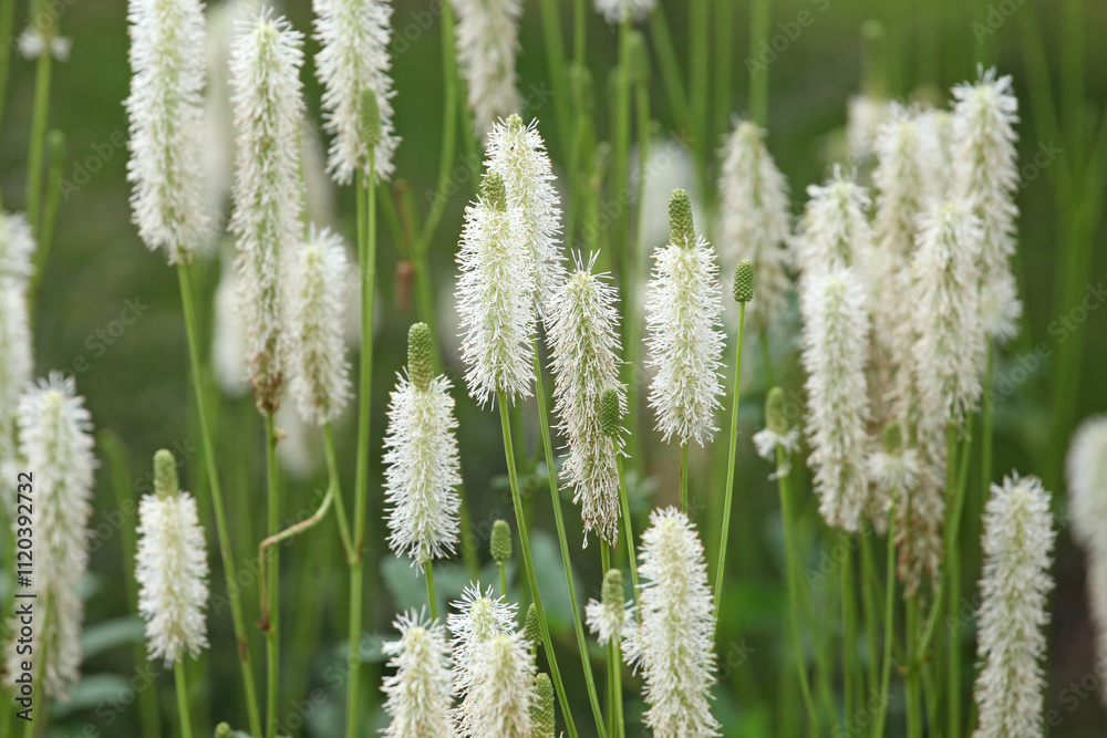 Cream Sanguisorba canadensis, the white burnet or Canadian burnet in flower. Cream Sanguisorba canadensis, the white burnet or Canadian burnet in flower.