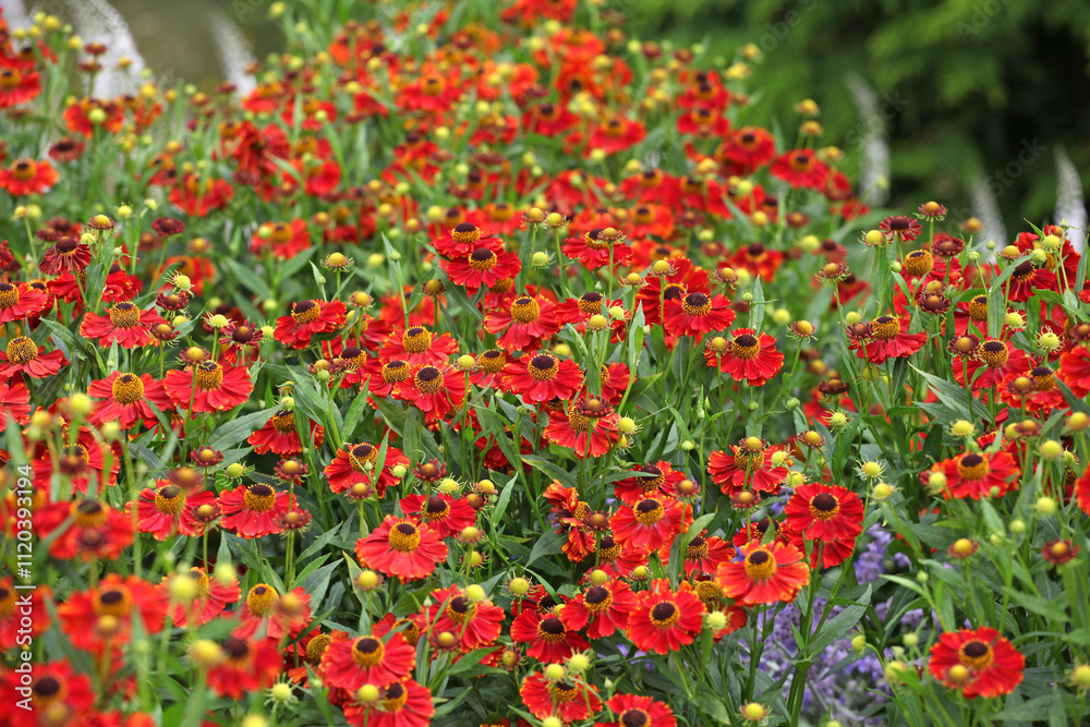 Fototapeta premium Bright red helenium sneezeweed ‘Rubinzwerg’ in flower.