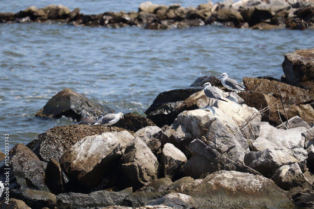 Fototapeta premium Birds near ocean on sandy beach