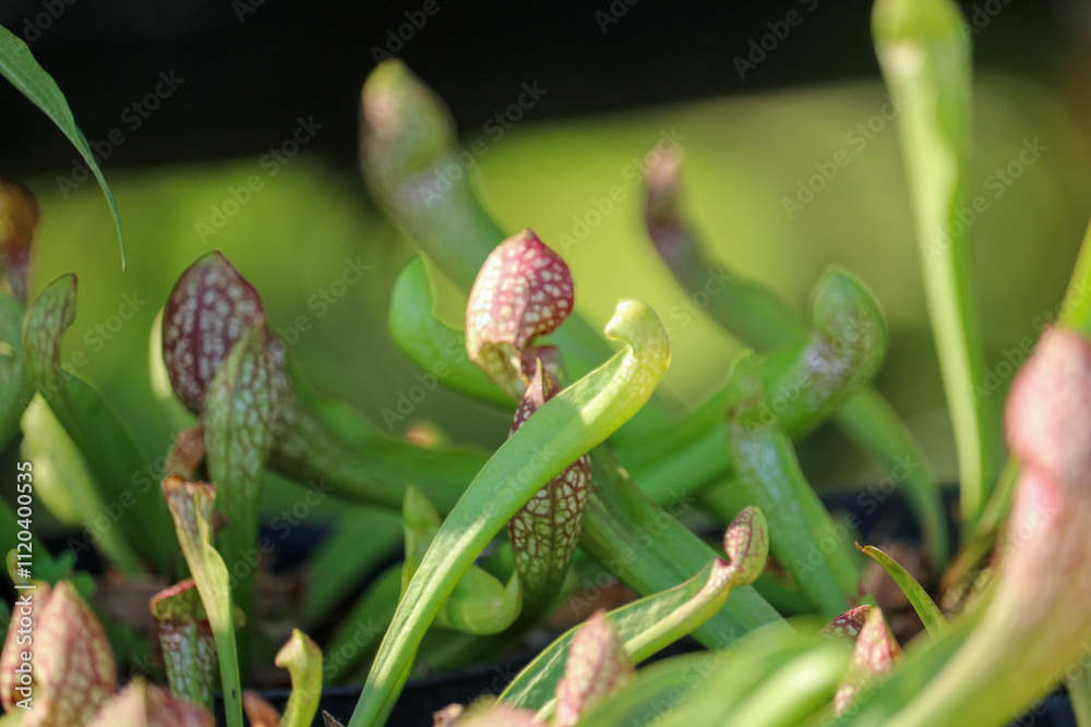 close up sarraceniaceae insectivorous plants, pitcher plant close up sarraceniaceae insectivorous plants, pitcher plant
