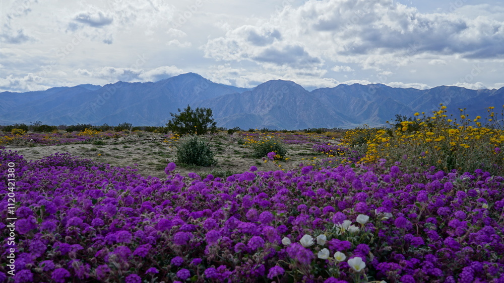 Borrego Springs California Wildflowers in Spring Borrego Springs California Wildflowers in Spring