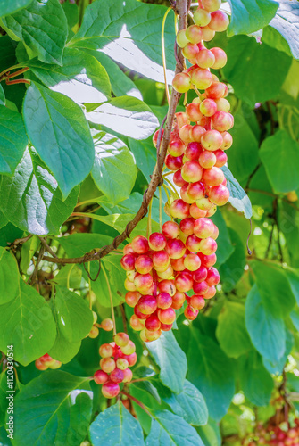 Chinese lemongrass. Bunches of ripe berries on a branch of the plant