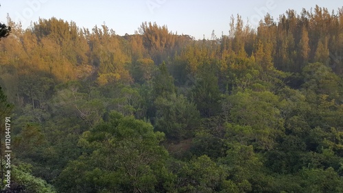 forest in autumn