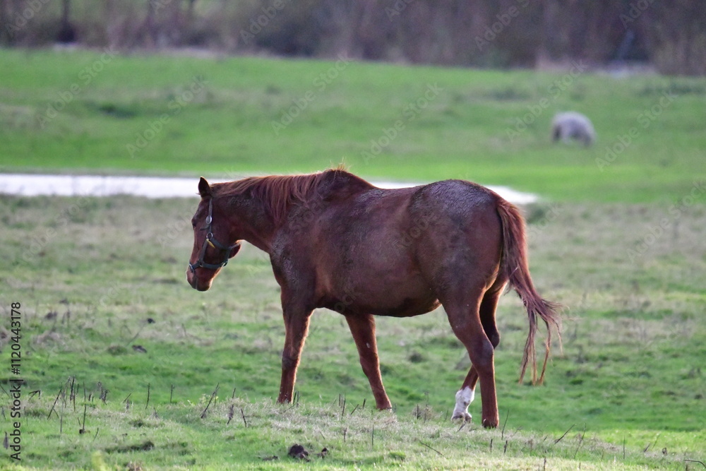 Fototapeta premium Horses in a meadow, River Barrow, Bagenalstown (Muine Bheag), County Carlow, Ireland