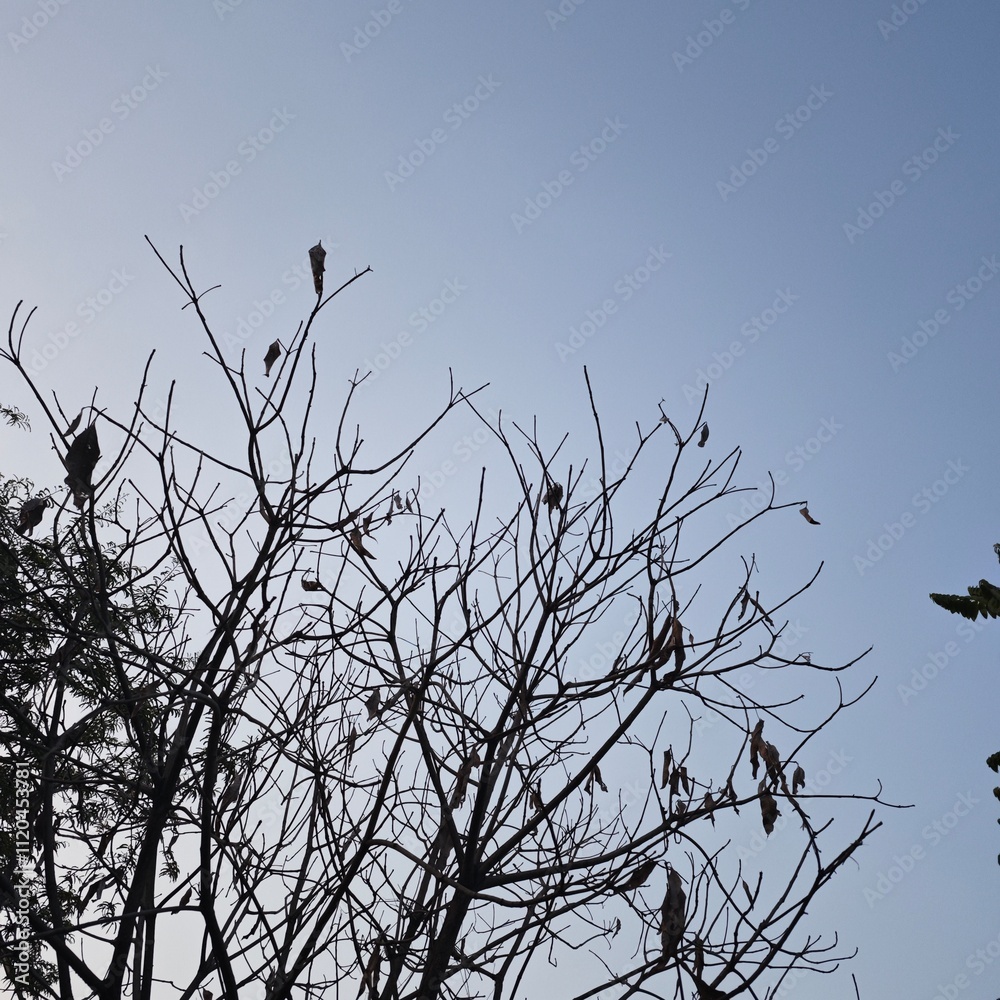 Bare Branches Against Clear Blue Sky: Tree Silhouette in Winter Bare Branches Against Clear Blue Sky: Tree Silhouette in Winter