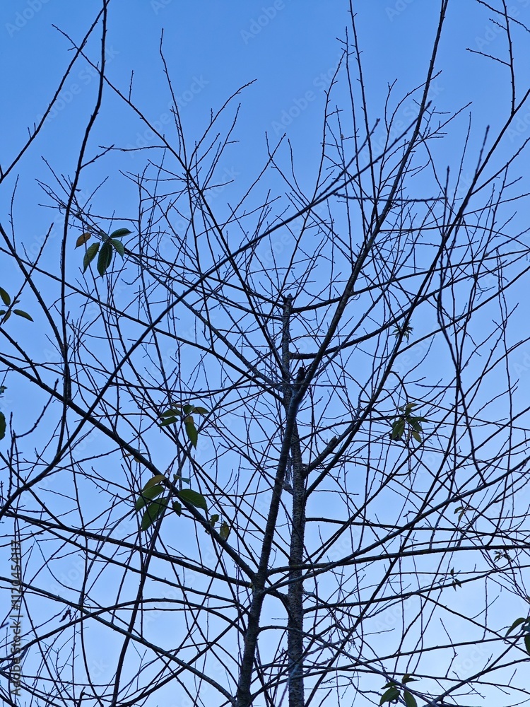 Silhouette of Leafless Tree Branches Against Clear Blue Sky Silhouette of Leafless Tree Branches Against Clear Blue Sky