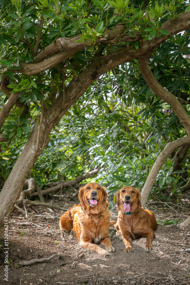 Obraz premium Two Golden Retriever dogs in the forest in the summer